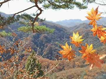 临沧市李小平最新消息，一位基层干部的奋斗与成长